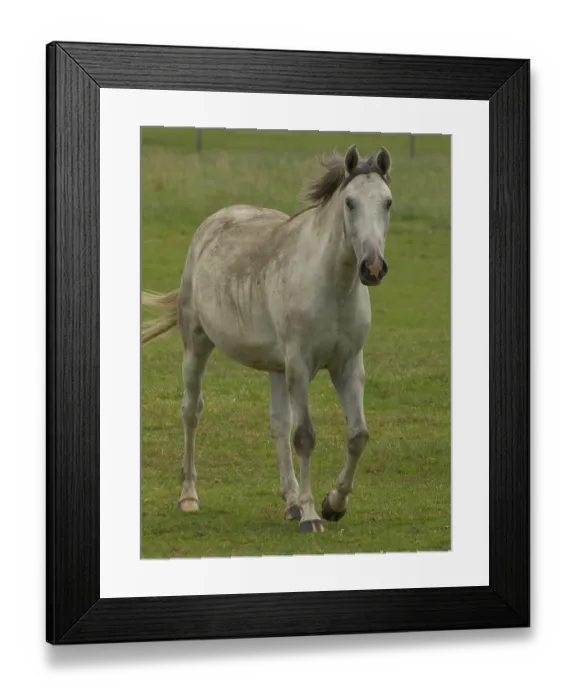 Framed Print : A gray horse gallops easily across a green pasture