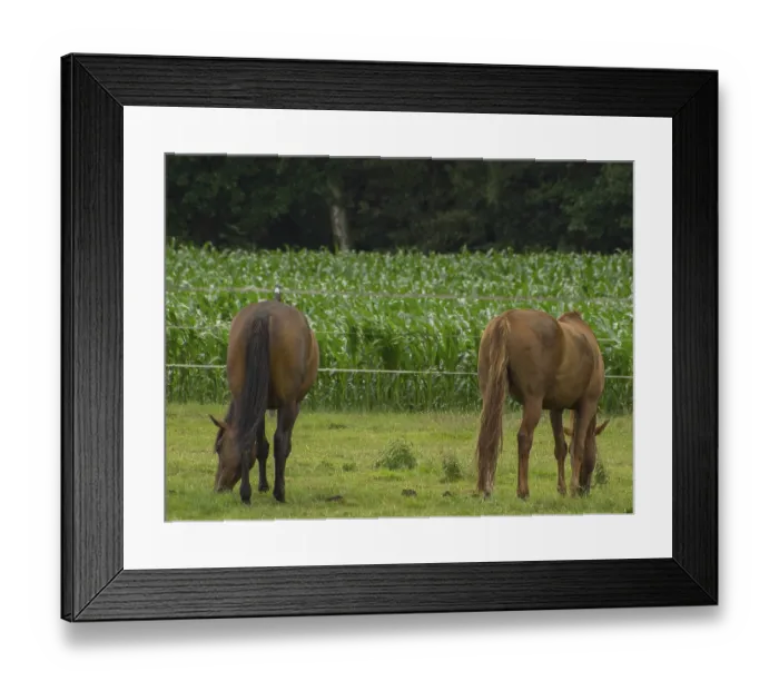 Framed Print : Back view of two brown horses grazing on a pasture with cornfield in the background