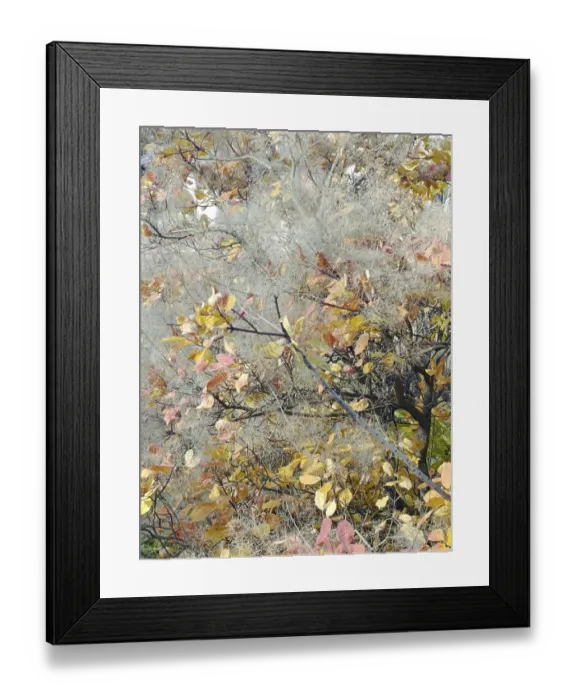 Framed Print : A bush with autumn leaves in a web Framed Print : A bush with autumn leaves in a web