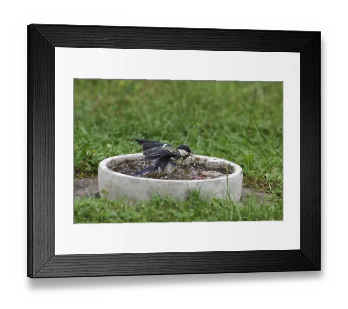 Framed Print : Great tit (Parus major), bird bath