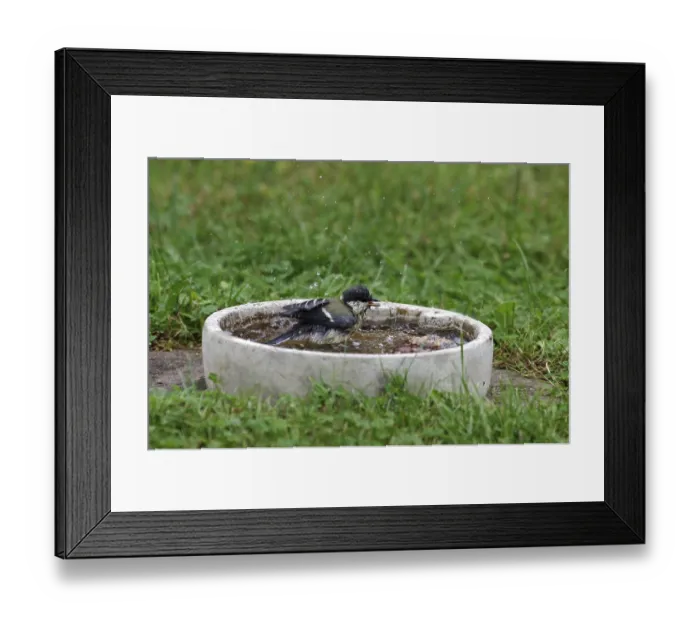 Framed Print : Great tit (Parus major), bird bath Framed Print : Great tit (Parus major), bird bath