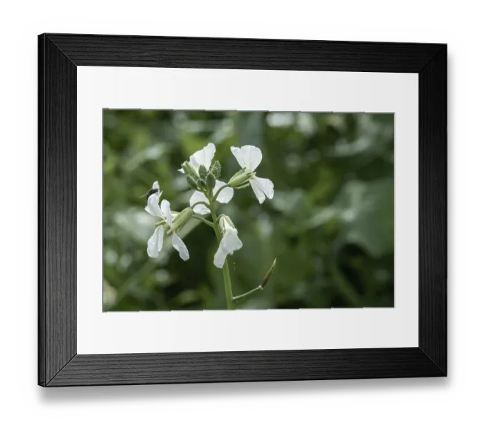 Framed Print : Borken, NRW, Germany, Delicate white flowers bloom in a vibrant garden filled with greenery Framed Print : Borken, NRW, Germany, Delicate white flowers bloom in a vibrant garden filled with greenery