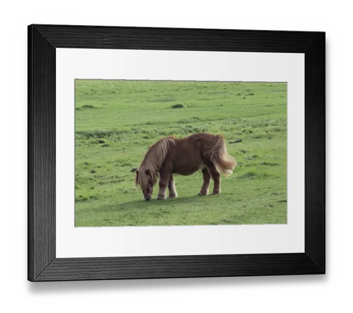Framed Print : Borken, NRW, Germany, A small brown pony is enjoying its time by grazing in a vibrant green field