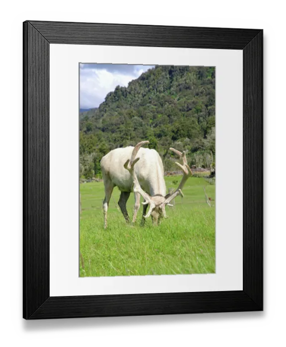 Framed Print : ibxwbk11357025