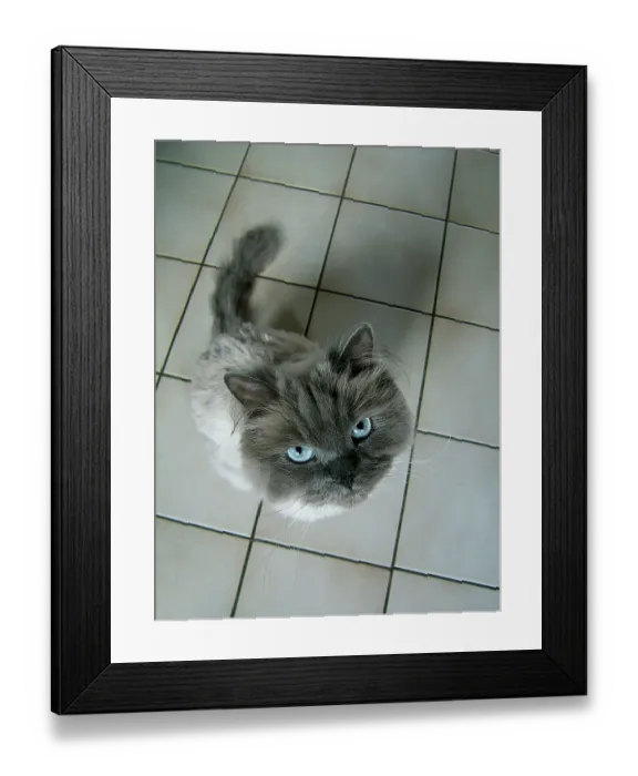 Framed Print : ibxasf00063645