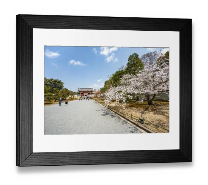 Framed Print : Wide path with blooming cherry tree