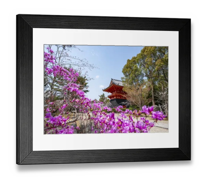 Framed Print : Purple blooming tree in spring with Shoro bell tower Framed Print : Purple blooming tree in spring with Shoro bell tower