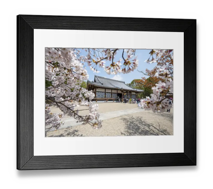 Framed Print : Blooming cherry trees, Kondo main hall of Ninna-ji Temple