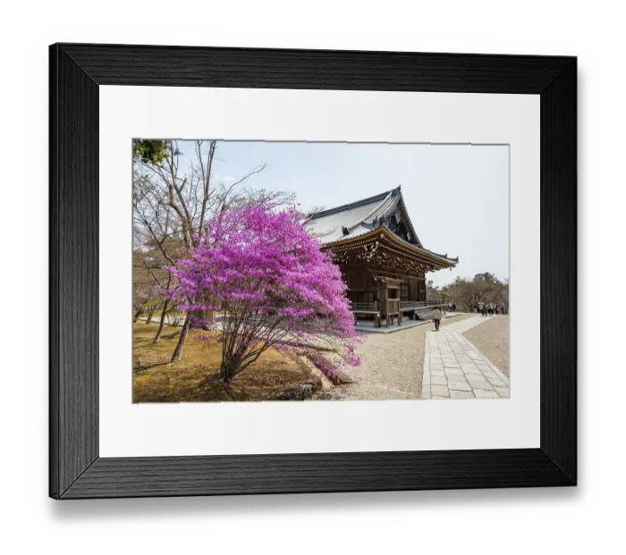 Framed Print : Kannondo of Ninna-ji Temple, purple blooming bush in spring