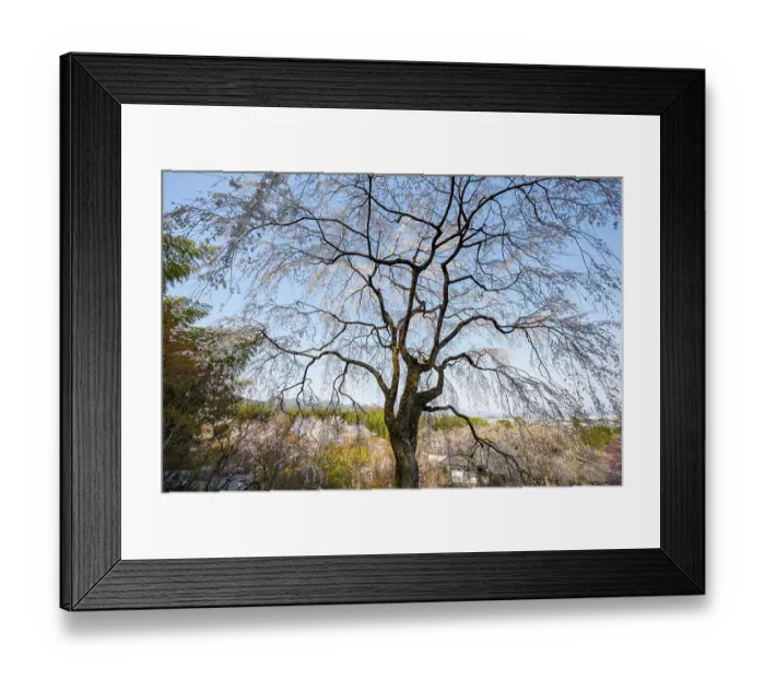 Framed Print : Blooming cherry trees Sogenchi Teien Japanese Garden