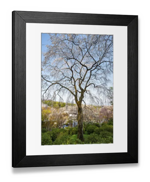 Framed Print : Blooming cherry trees Sogenchi Teien Japanese Garden