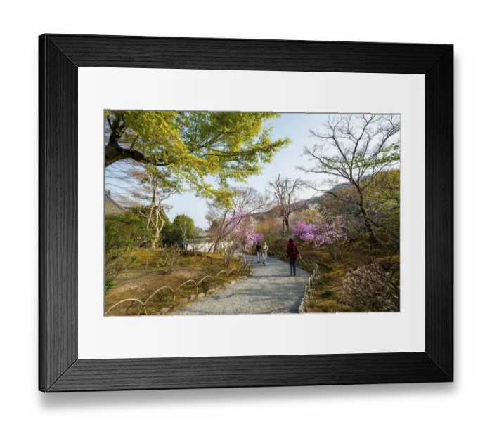 Framed Print : Path between blooming bushes in spring Framed Print : Path between blooming bushes in spring