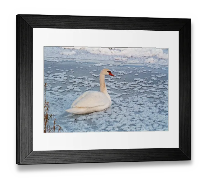 Framed Print : Swan sitting on ice rink, frozen Elbe