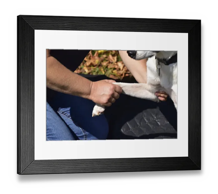 Framed Print : Animal physiotherapist and osteopath examining and treating a small mixed breed dog outdoors Framed Print : Animal physiotherapist and osteopath examining and treating a small mixed breed dog outdoors