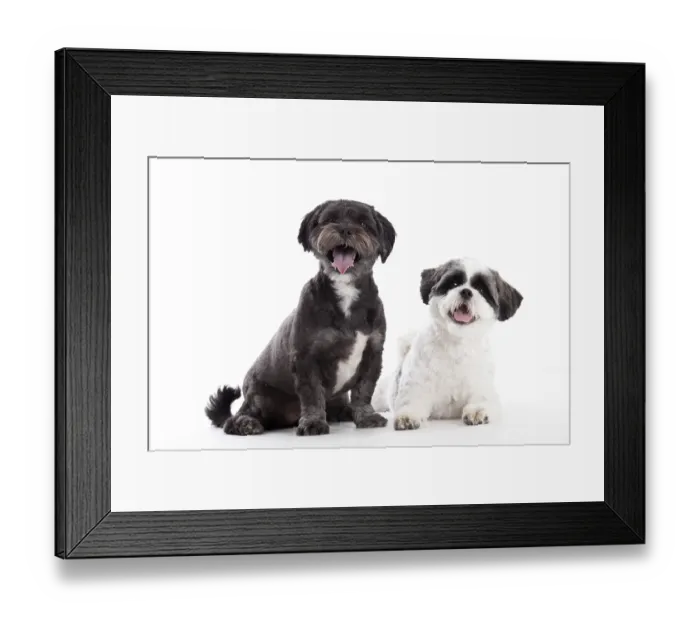 Framed Print : Happy dog photographed in the studio on a white background Framed Print : Happy dog photographed in the studio on a white background