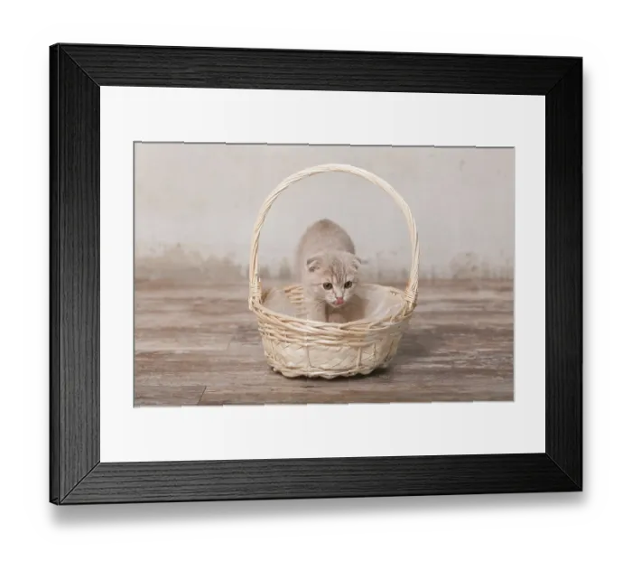 Framed Print : Scottish fold pussy cat on beige background Framed Print : Scottish fold pussy cat on beige background