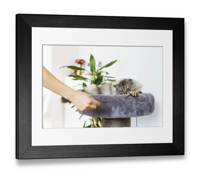 Framed Print : Fluffy domestic gray cat lying on plush cat scratching tree