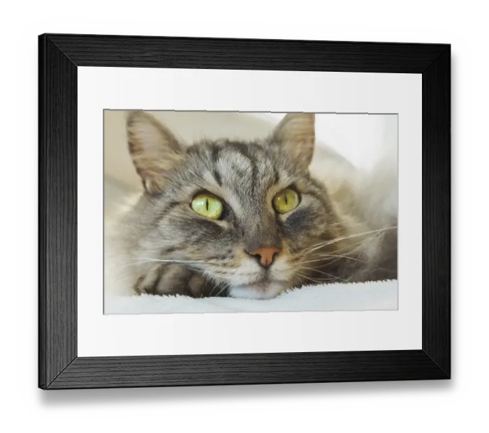 Framed Print : Close up portrait of cat with green eyes