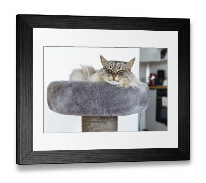 Framed Print : Sleeping fluffy gray cat in cozy soft basket on cat tree bed