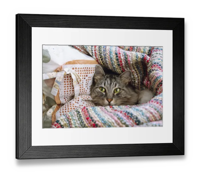 Framed Print : Home cute gray tabby big cat lies on pillow wrapped in warm blanket Framed Print : Home cute gray tabby big cat lies on pillow wrapped in warm blanket