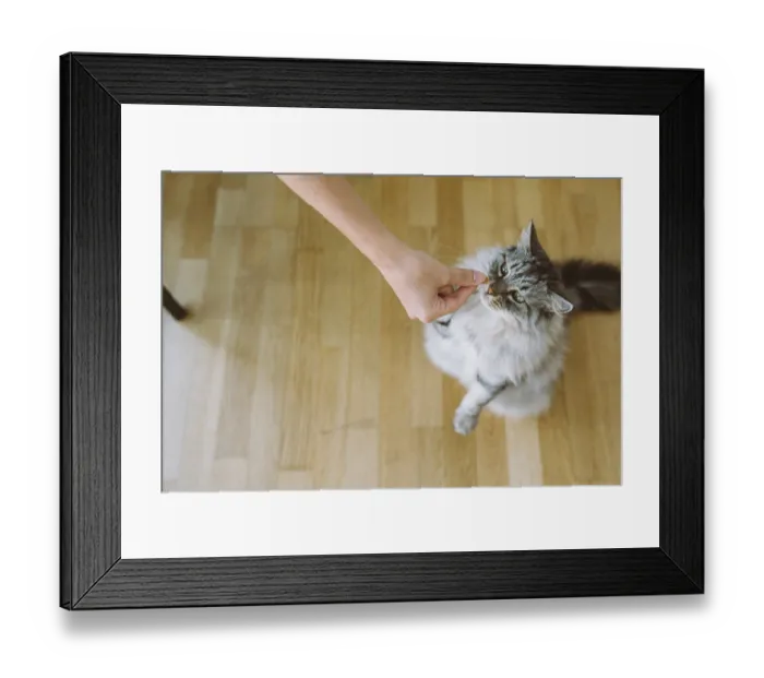 Framed Print : Large domestic cat, gray striped