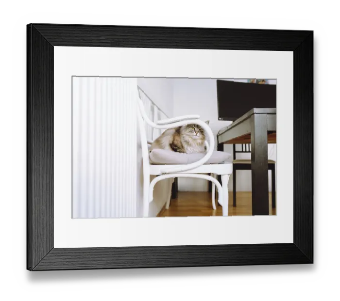 Framed Print : Portrait gray fluffy cat sitting on pillow at home Framed Print : Portrait gray fluffy cat sitting on pillow at home