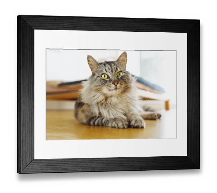 Framed Print : Fluffy gray domestic cat lies lazily on parquet floor