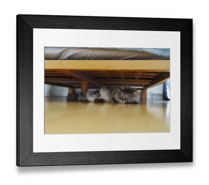 Framed Print : Domestic big fluffy cat sleeps lying under wooden bed Framed Print : Domestic big fluffy cat sleeps lying under wooden bed