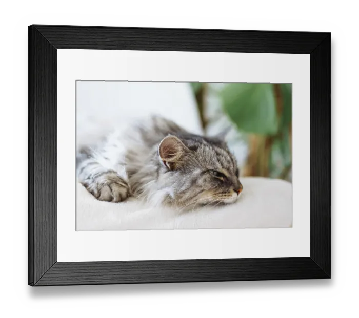 Framed Print : Curled up fluffy gray cat sleeps on soft pillow Framed Print : Curled up fluffy gray cat sleeps on soft pillow