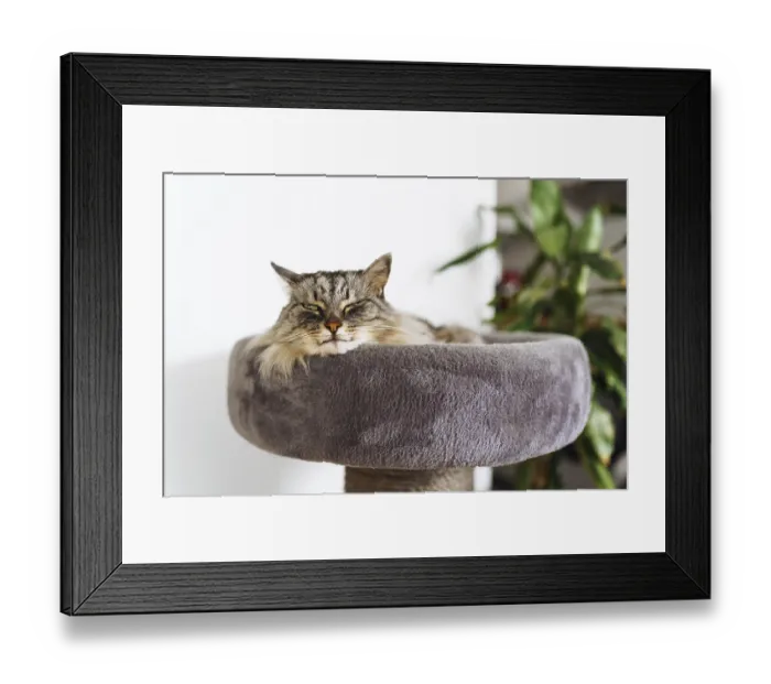Framed Print : Fluffy gray cat sleeps comfortably on cat tree pillow scratching post Framed Print : Fluffy gray cat sleeps comfortably on cat tree pillow scratching post