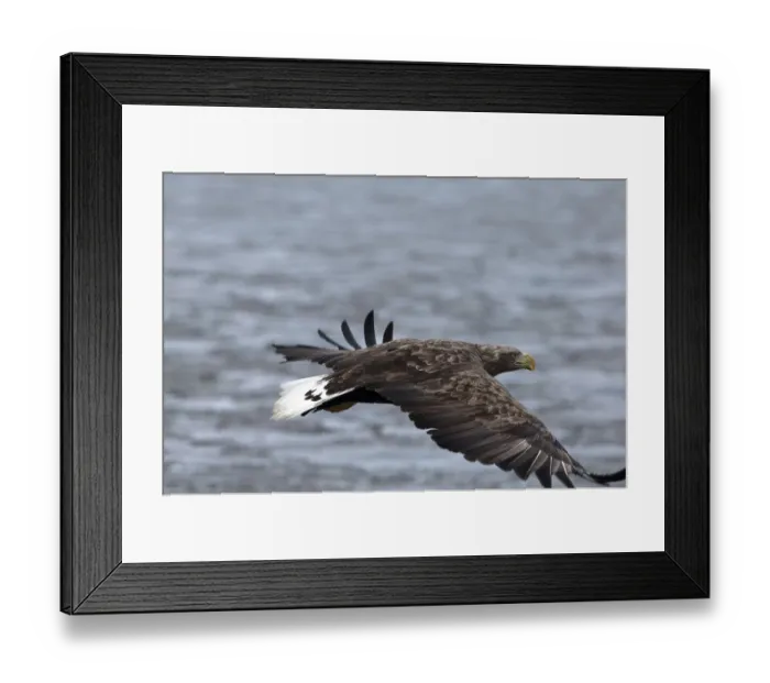 Framed Print : White-tailed Sea-eagle flying (Haliaeetus albicilla) Framed Print : White-tailed Sea-eagle flying (Haliaeetus albicilla)