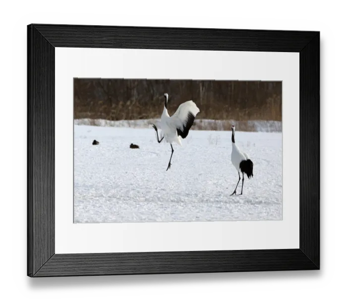 Framed Print : Japanese crane, Red-crowned crane (Grus japonensis) dancing