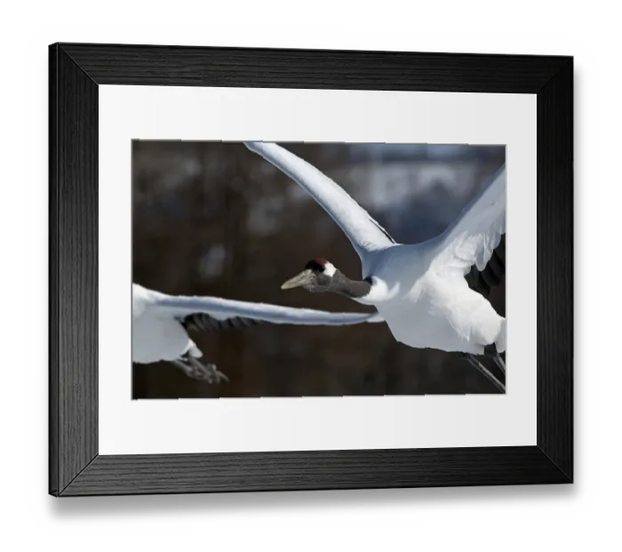 Framed Print : Japanese crane, Red-crowned crane (Grus japonensis) flying