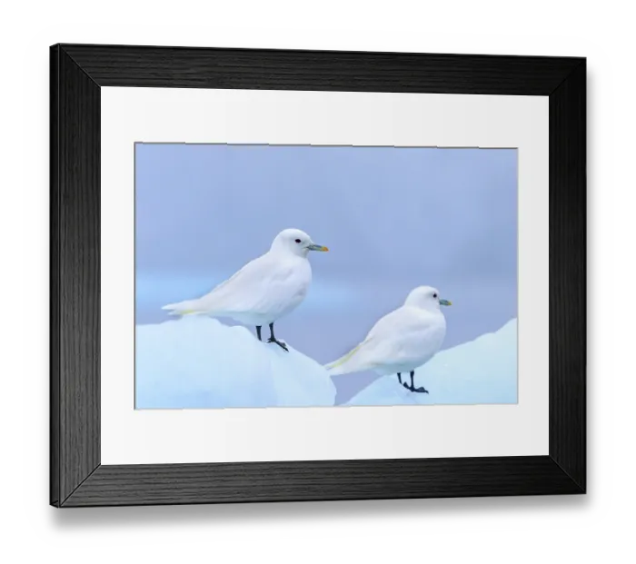 Framed Print : Two ivory gulls (Pagophila eburnea) Framed Print : Two ivory gulls (Pagophila eburnea)