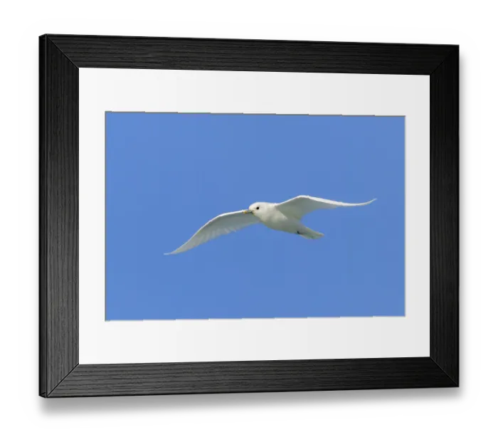 Framed Print : Ivory gull (Pagophila eburnea, Larus eburneus) flying against blue sky along the coast of Svalbard