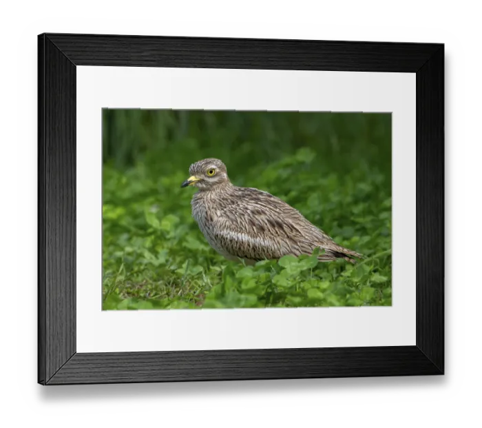 Framed Print : Eurasian stone-curlew, Eurasian thick-knee (Burhinus oedicnemus) portrait
