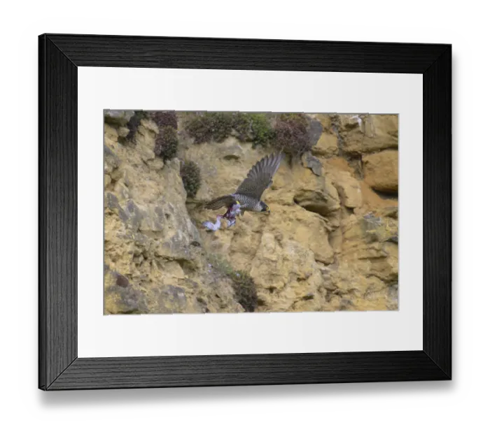 Framed Print : Peregrine falcon (Falco peregrinus)