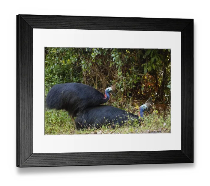 Framed Print : Mating behavior of helmet cassowaries in the Queensland rainforest Australia Framed Print : Mating behavior of helmet cassowaries in the Queensland rainforest Australia