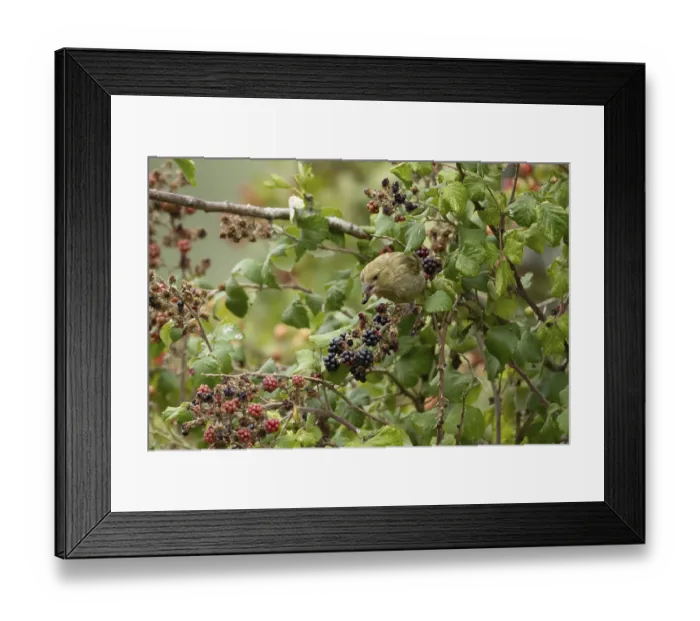 Framed Print : European greenfinch (Chloris chloris) adult bird in a hedgerow feeding on blackberries in summer Framed Print : European greenfinch (Chloris chloris) adult bird in a hedgerow feeding on blackberries in summer