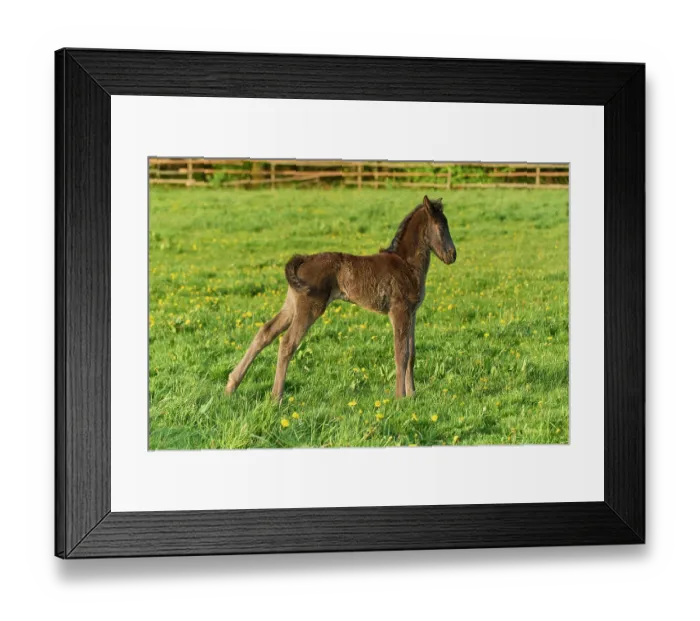 Framed Print : Horse, foal on the pasture in spring Framed Print : Horse, foal on the pasture in spring