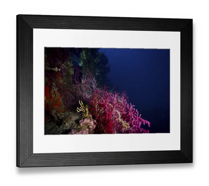 Framed Print : Colourful purple and yellow corals