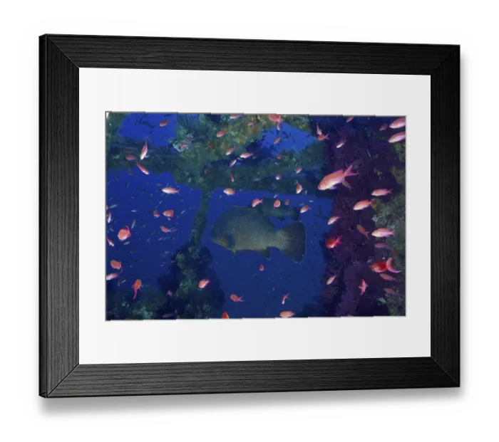 Framed Print : A large fish, brown grouper (Epinephelus marginatus) (Mycteroperca marginatus)