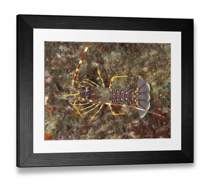 Framed Print : Lively European crawfish (Palinurus elephas) with distinctive orange-purple armor in the Mediterranean near Hyeres Framed Print : Lively European crawfish (Palinurus elephas) with distinctive orange-purple armor in the Mediterranean near Hyeres
