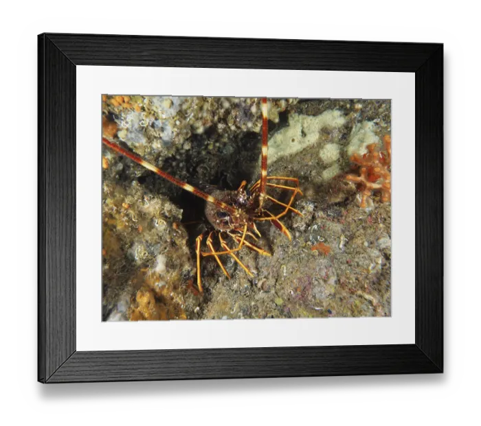 Framed Print : European crawfish (Palinurus elephas) in the Mediterranean near Hyeres Framed Print : European crawfish (Palinurus elephas) in the Mediterranean near Hyeres