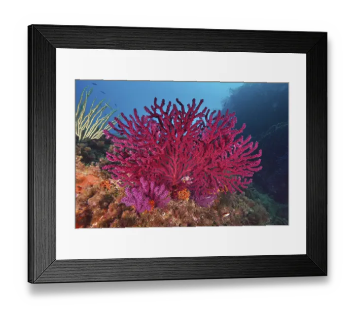 Framed Print : Brilliant red and purple corals