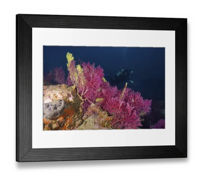 Framed Print : Divers next to colorful corals