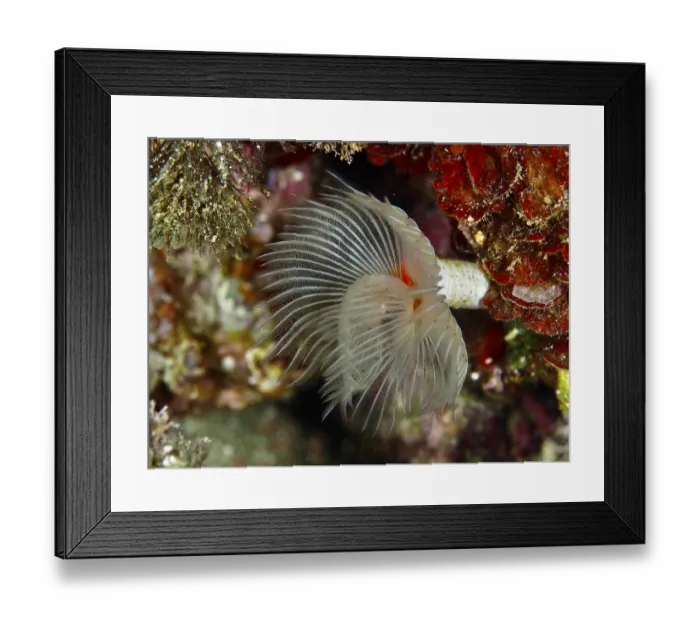 Framed Print : A smooth calcareous tubular worm (Protula tubularia) Framed Print : A smooth calcareous tubular worm (Protula tubularia)