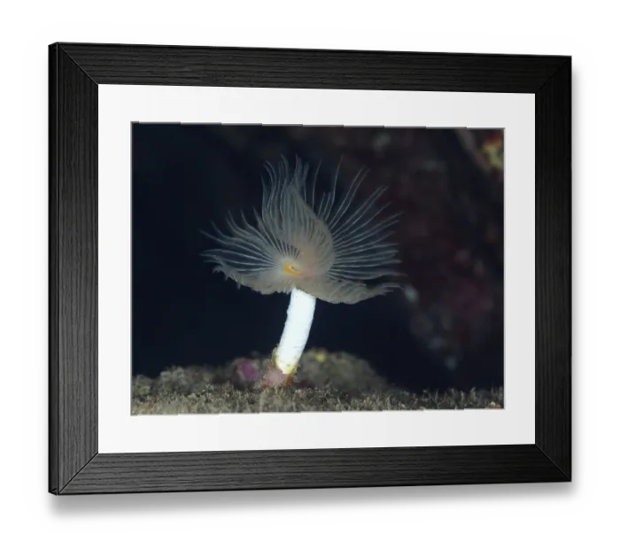 Framed Print : A single smooth calcareous worm (Protula tubularia)
