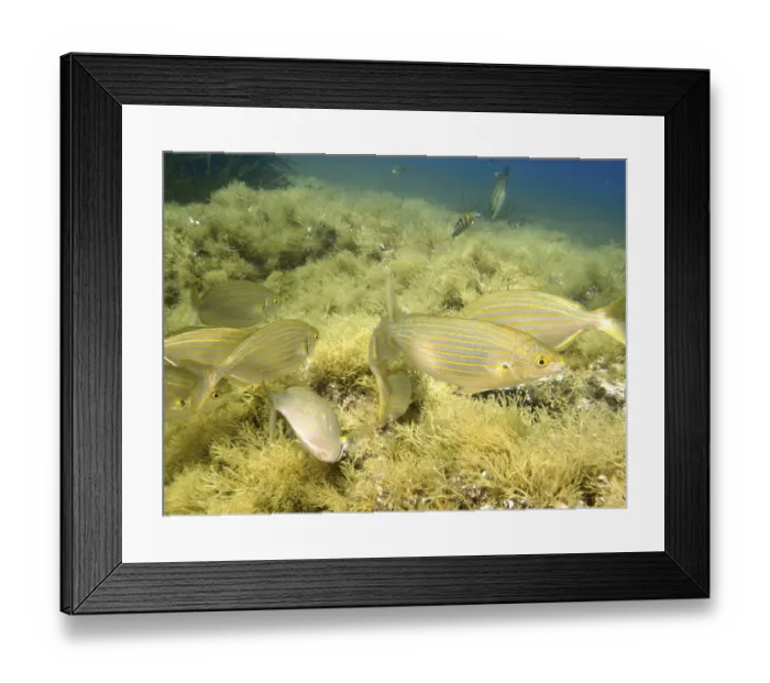 Framed Print : A swarm of fish, gold welts (Sarpa salpa)
