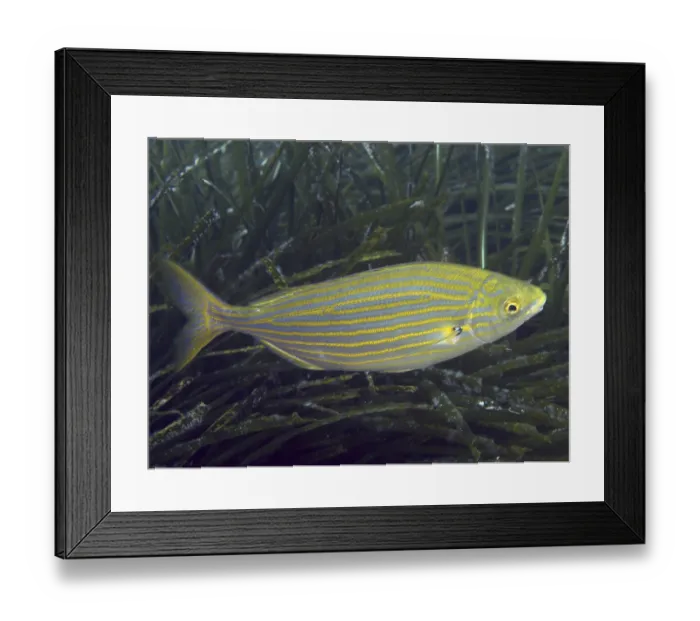 Framed Print : A single, colorful fish with yellow-blue stripes